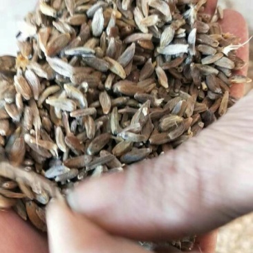 定州白术改良基地
