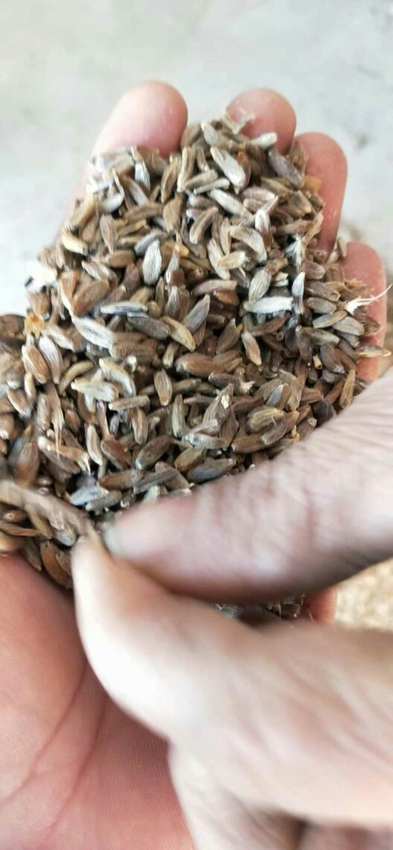 定州白术改良基地