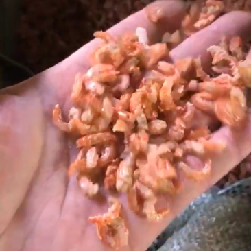 海虾干