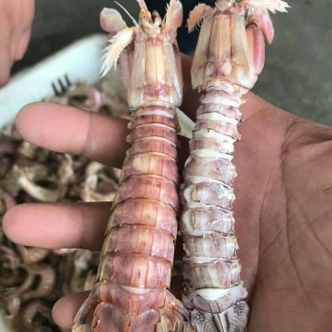 熟冻皮皮虾