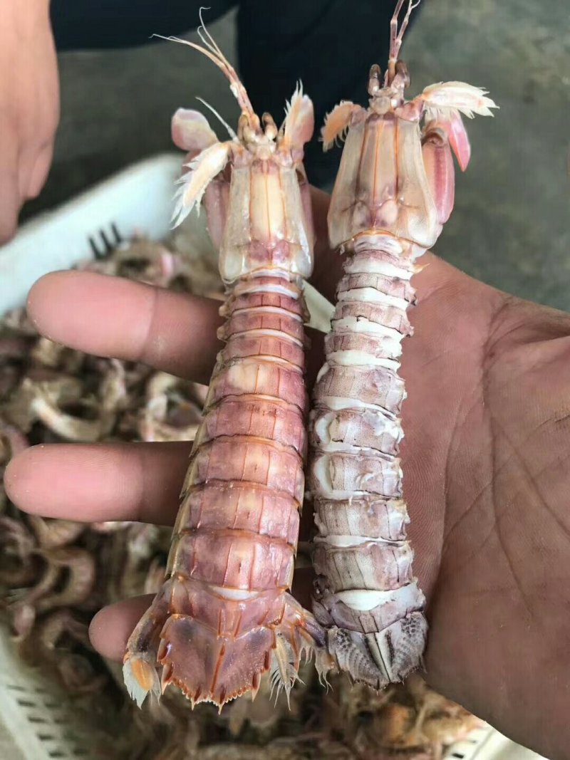 熟冻皮皮虾
