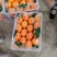 精品纽荷尔脐橙大量供应果园看货采果一手优质货源