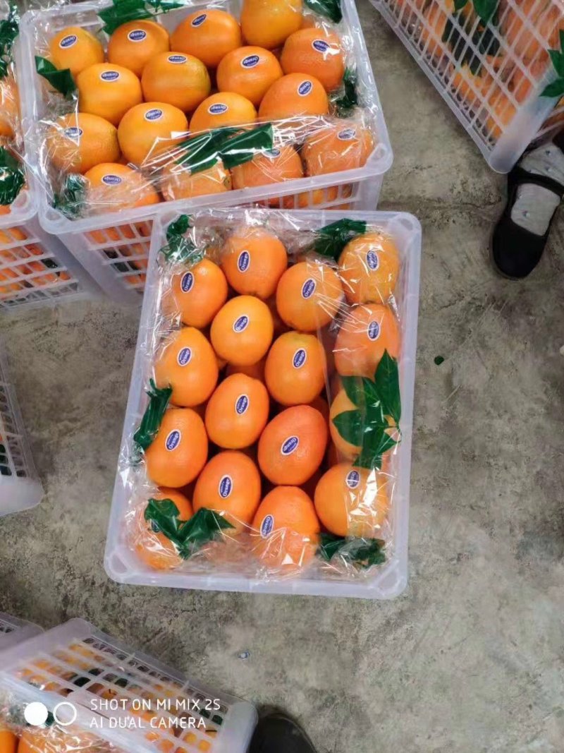 精品纽荷尔脐橙大量供应果园看货采果一手优质货源