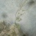 野生马鞭草籽