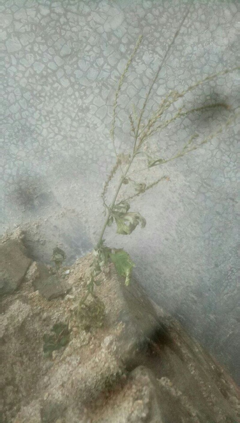 野生马鞭草籽