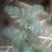 野生马鞭草籽
