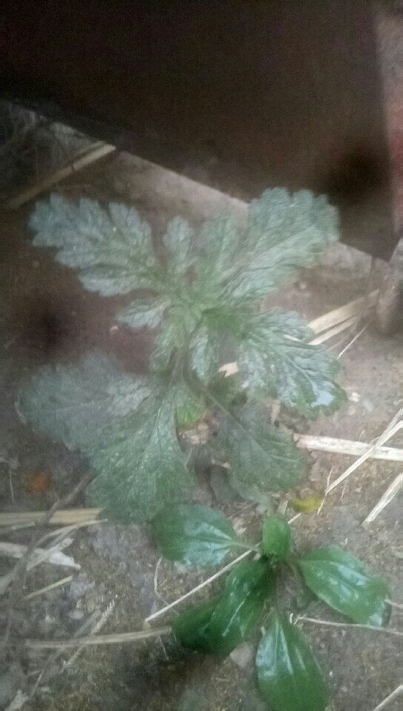 野生马鞭草籽