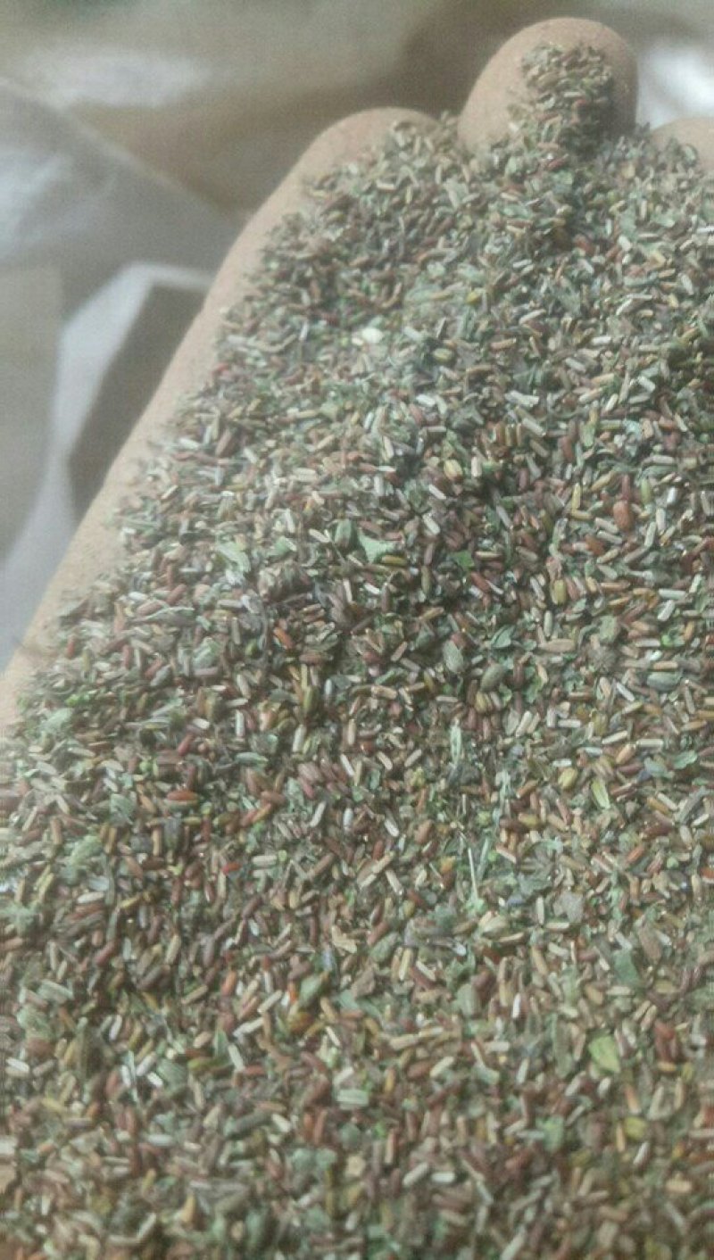 野生马鞭草籽
