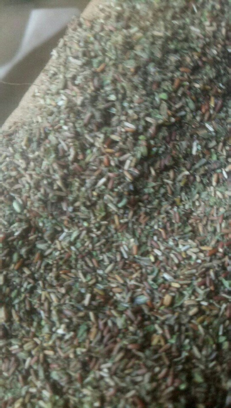 野生马鞭草籽