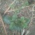 野生马鞭草籽