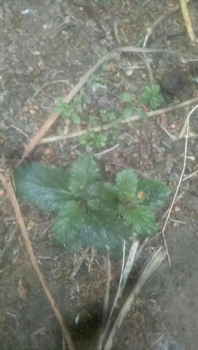 野生马鞭草籽