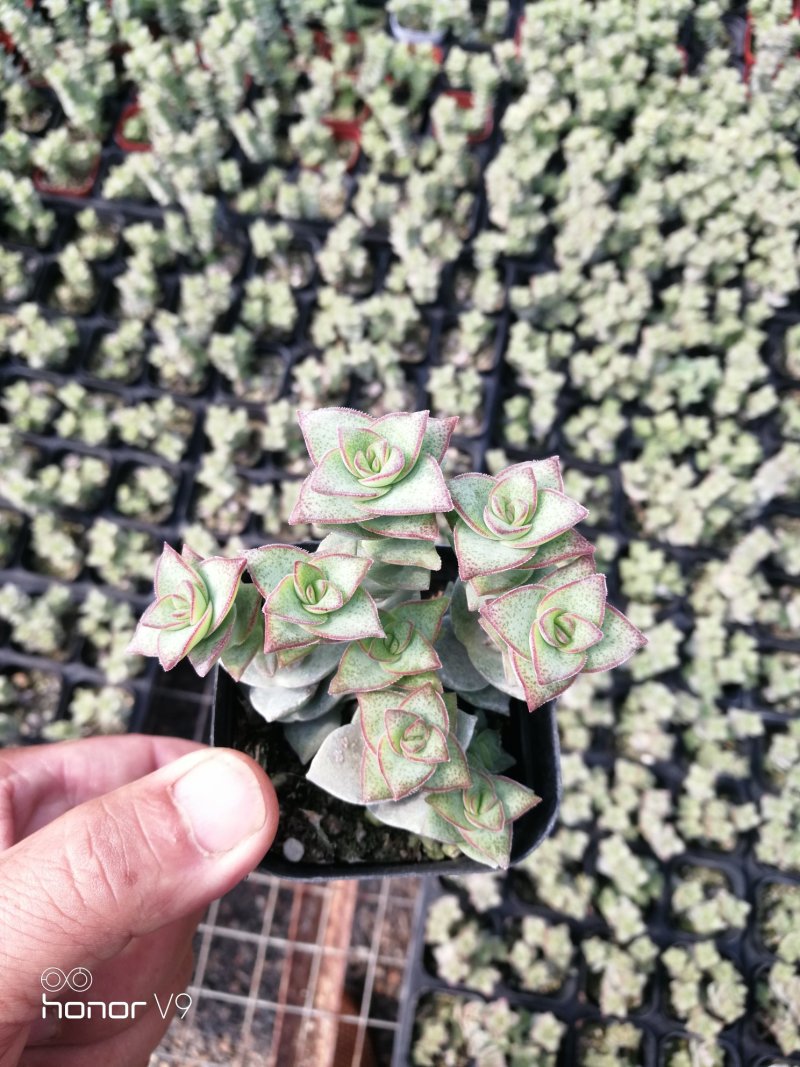 多肉植物