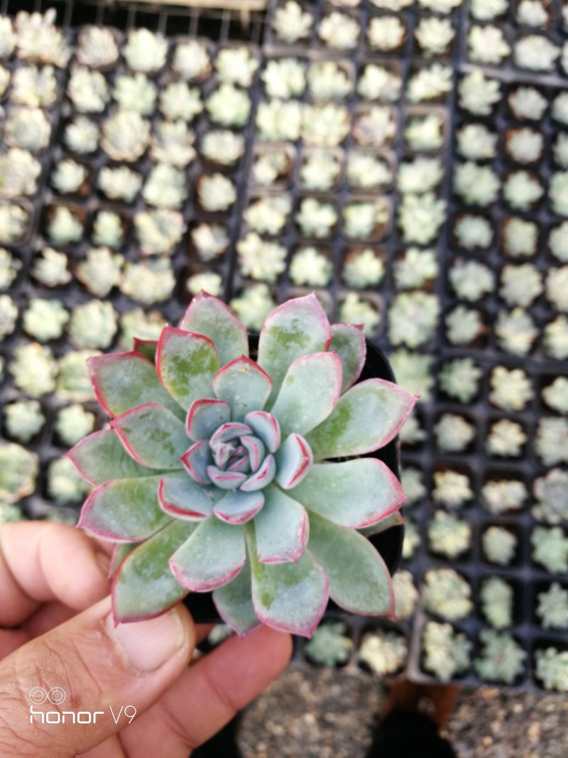 多肉植物