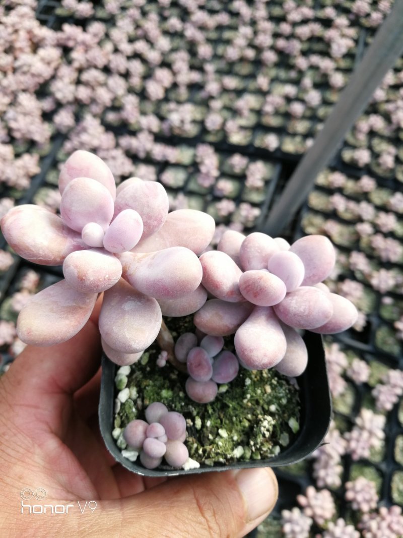 多肉植物