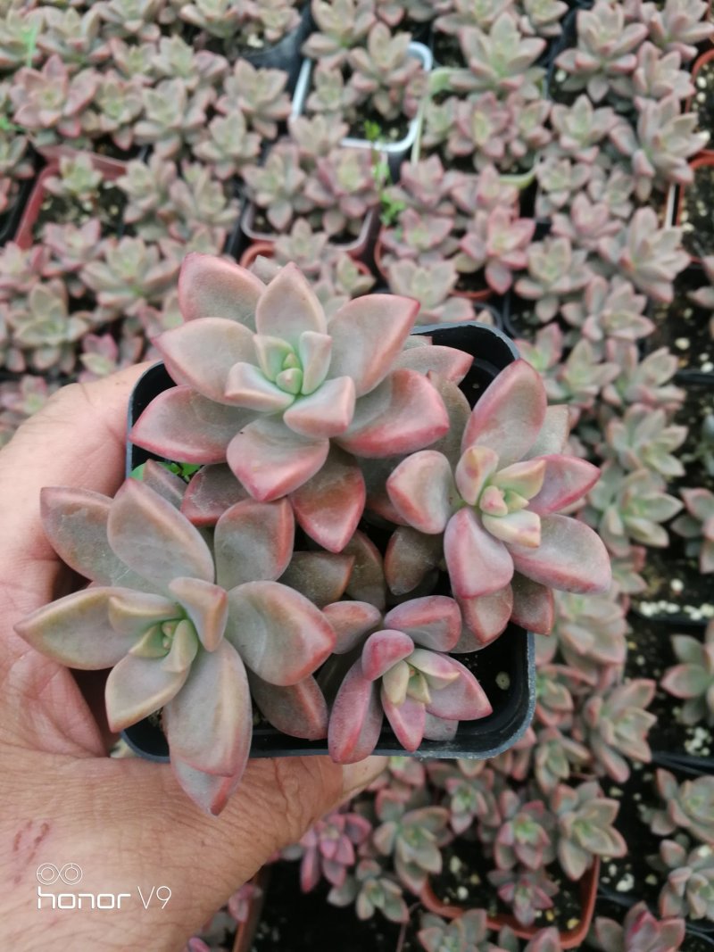 多肉植物