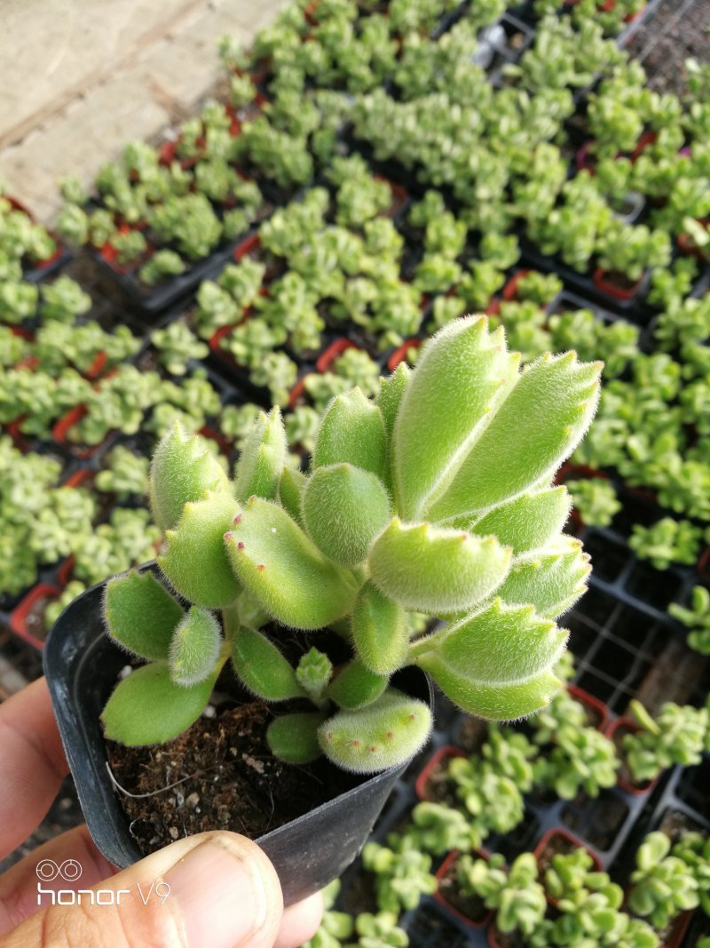 多肉植物