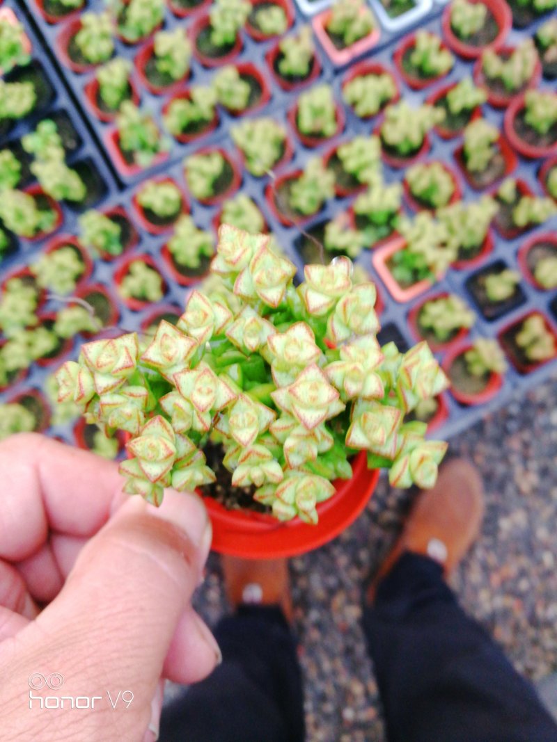 多肉植物