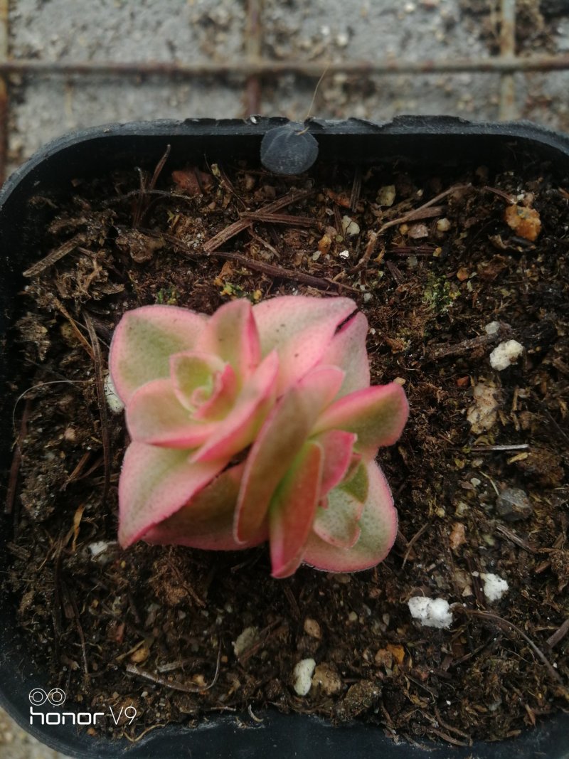 多肉植物