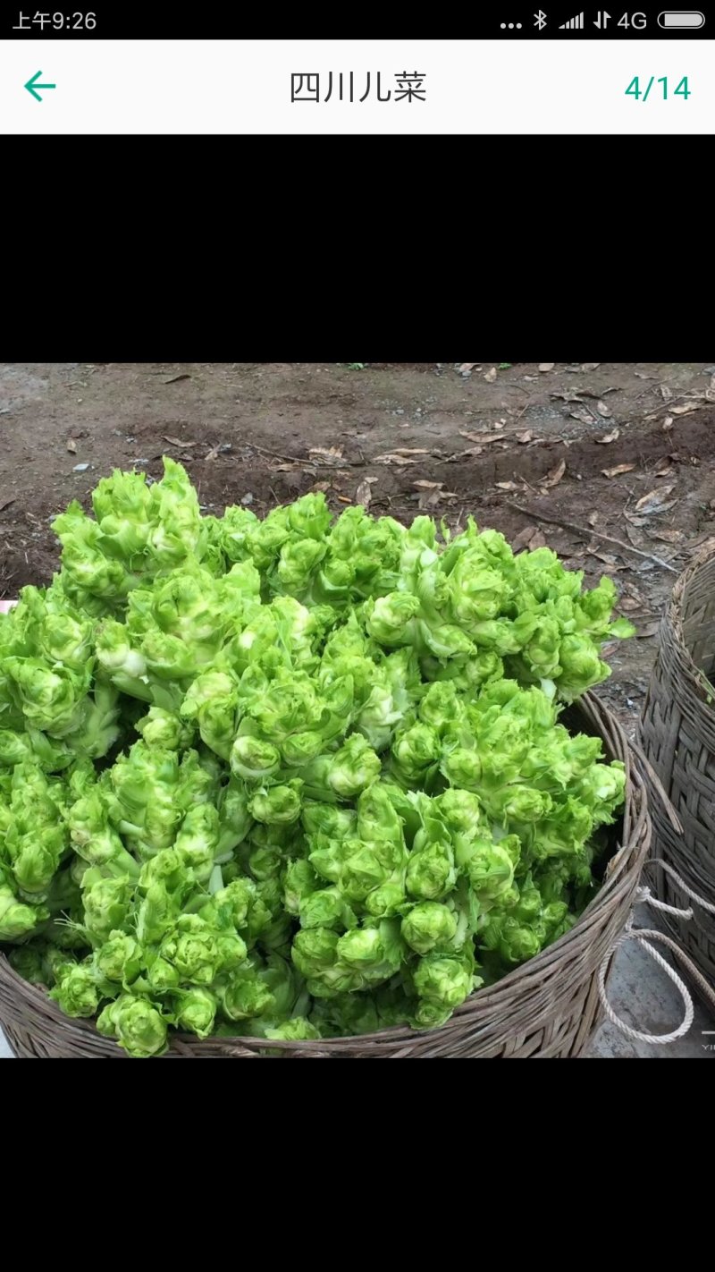 基地儿菜直销
