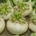 盘菜扁头菜