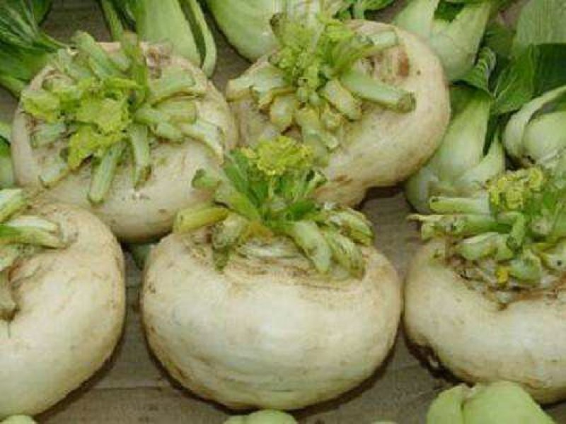 盘菜扁头菜