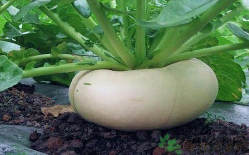 盘菜扁头菜