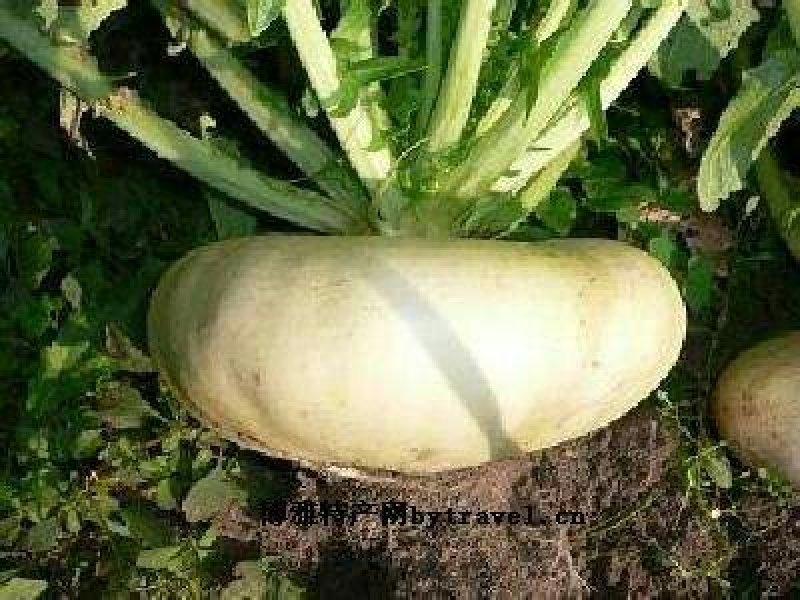 盘菜扁头菜