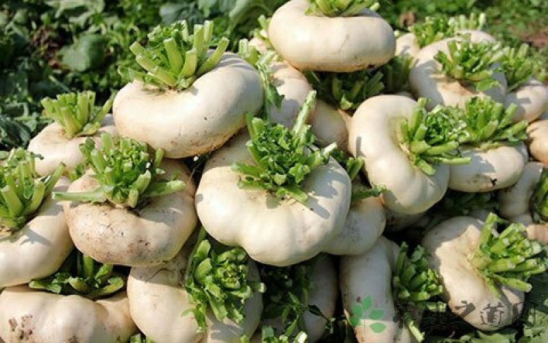 盘菜扁头菜