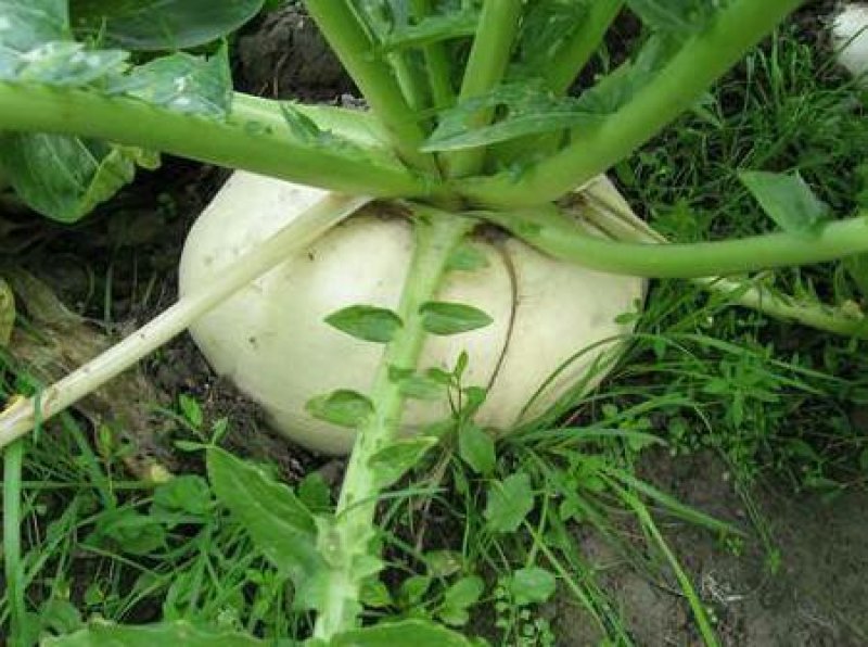 盘菜扁头菜