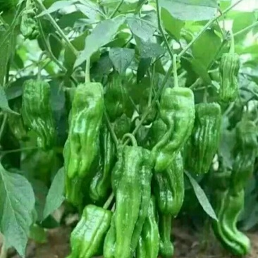 辣椒苗薄皮辣椒苗苏椒五号免费提供技术高抗病螺丝椒苗线椒苗