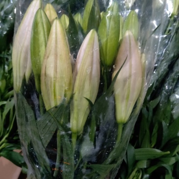凌源百合鲜切花长年批发