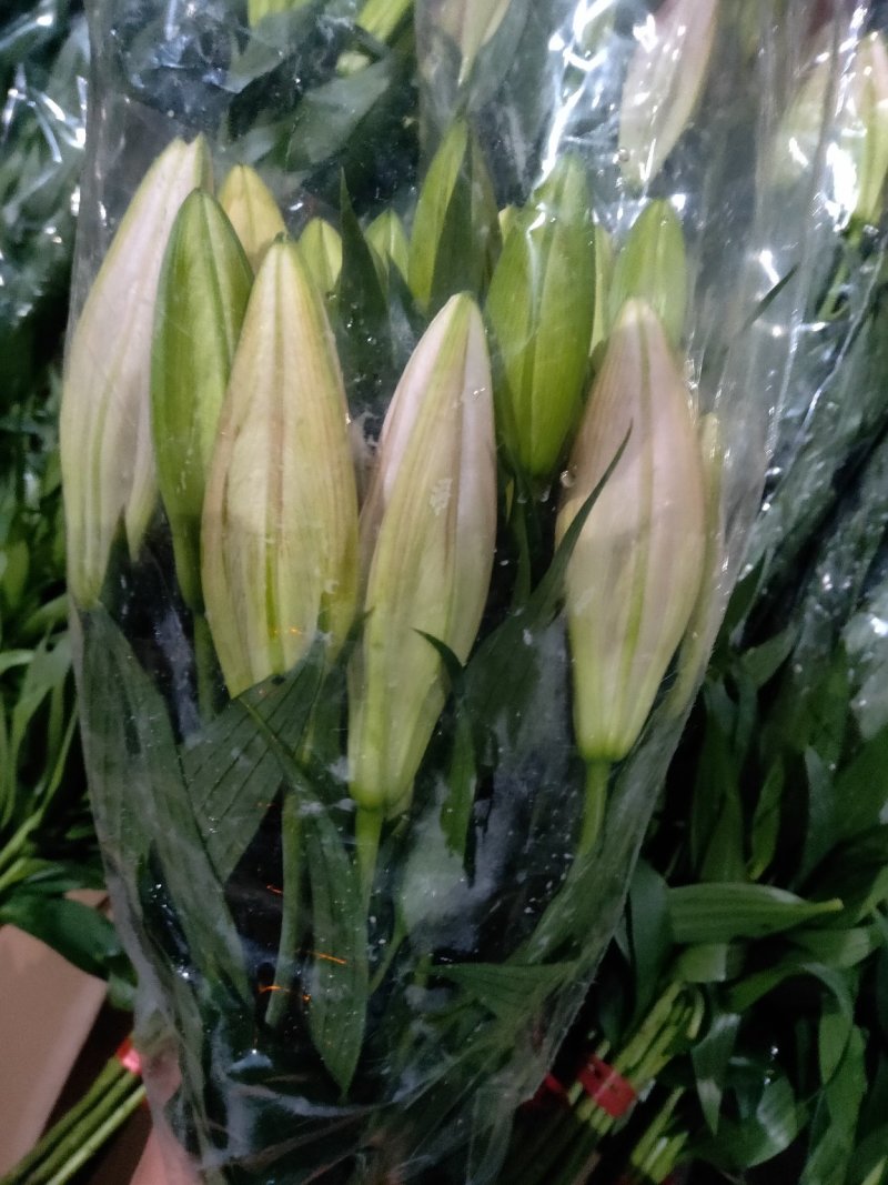 凌源百合鲜切花长年批发
