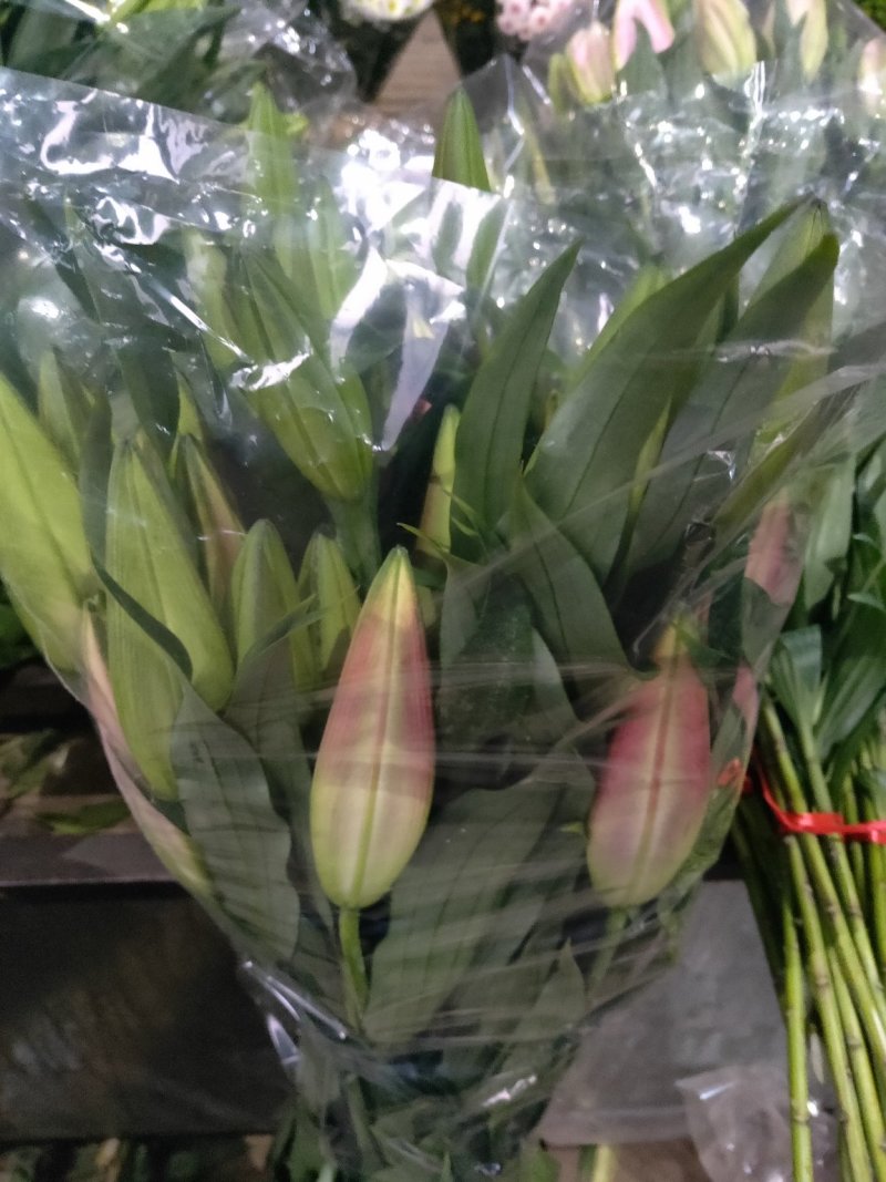 凌源百合鲜切花长年批发