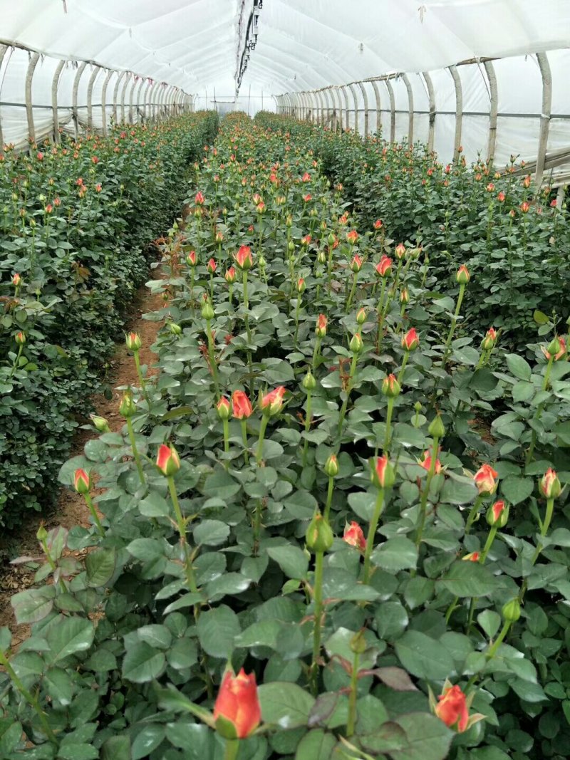 云南盆栽地栽大花月季苗鲜切花种苗基地直发