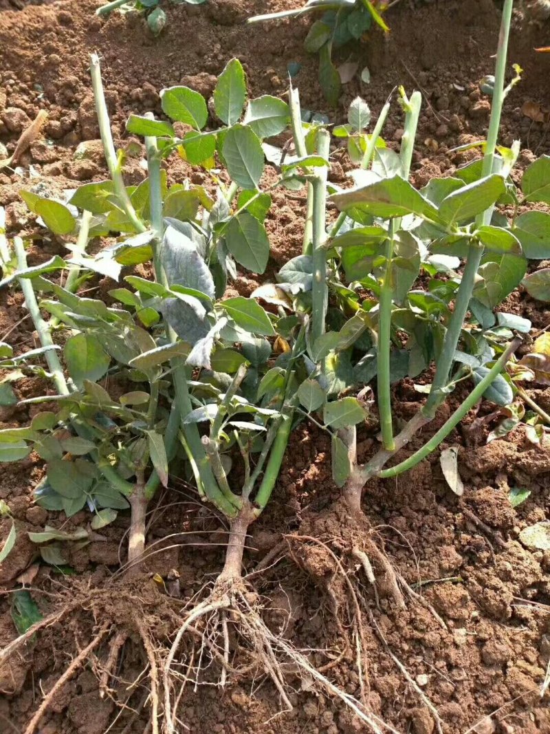 云南盆栽地栽大花月季苗鲜切花种苗基地直发