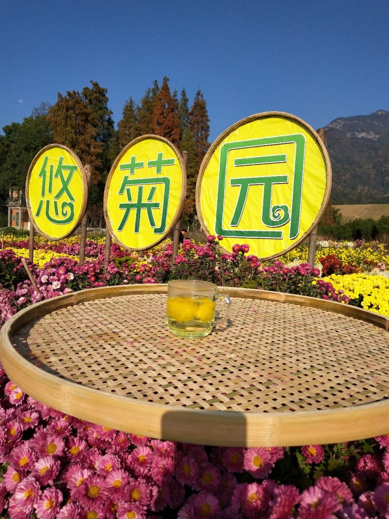 散装菊花茶