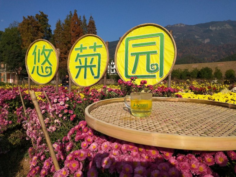 散装菊花茶