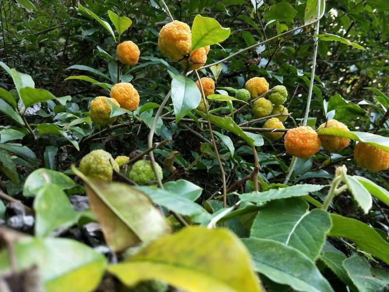 来自江西新品种水果猴脑果种苗特色水果种苗