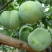 李子苗