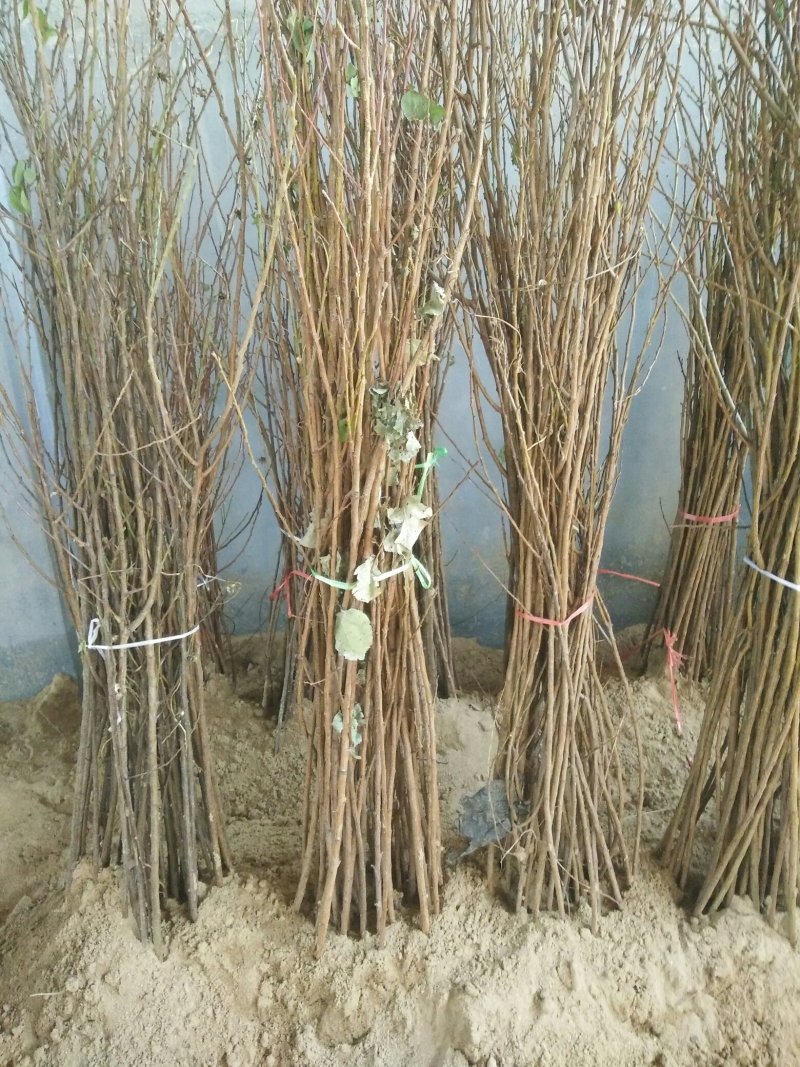 李子苗