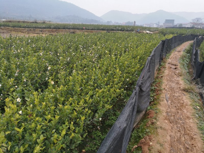 江西高产嫁接油茶苗20-80规格齐全可分大小苗层次出售