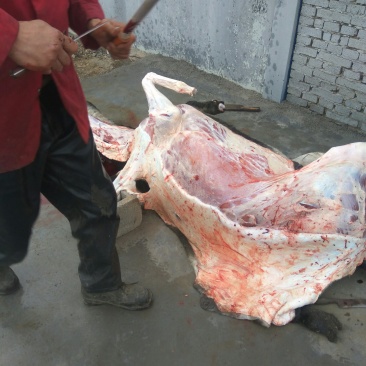 驴肉