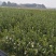 江西高产白花嫁接油茶苗20~80cm裸根苗杯苗规格齐全