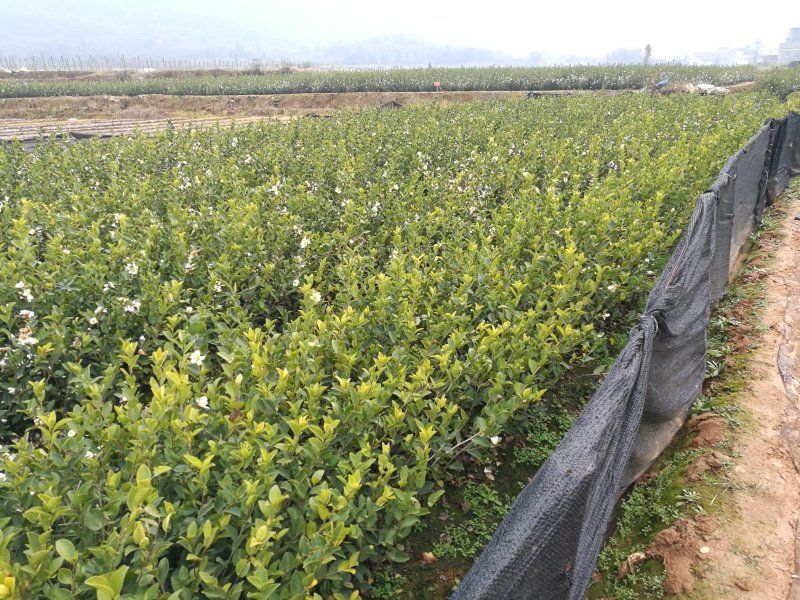江西高产白花嫁接油茶苗20-80【有好货样品】优质良种油茶苗