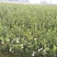 江西高产白花嫁接油茶苗20-80【有好货样品】优质良种油茶苗