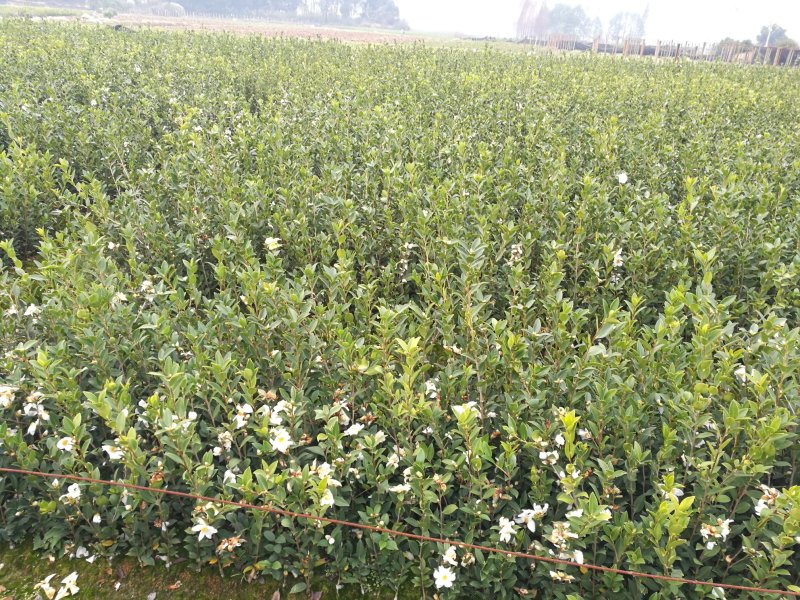 江西高产白花嫁接油茶苗20-80【有好货样品】优质良种油茶苗