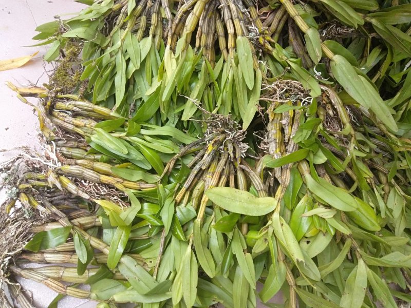 中药材