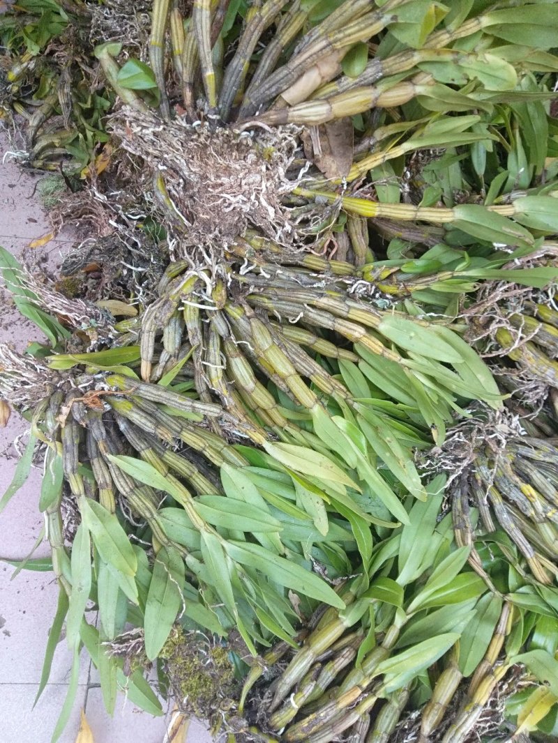 中药材