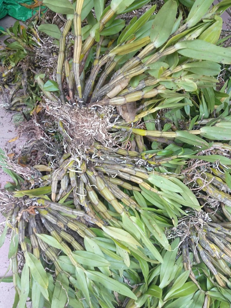 中药材