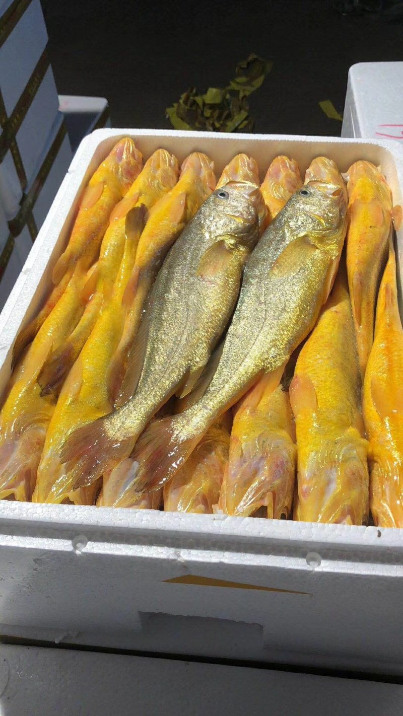 深海黄花鱼